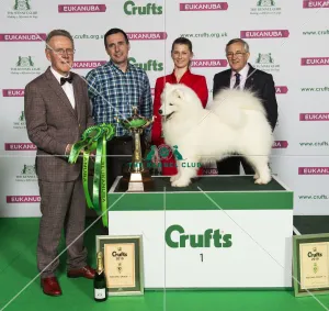Best of Breed Winner SAMOYED