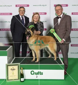 Crufts 2019 - Best of Breed / Pastoral