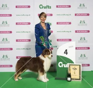 Crufts 2019 - Best of Breed / Pastoral