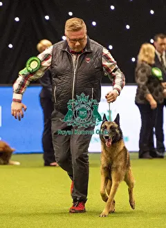 Crufts 2019 - Best of Breed / Pastoral