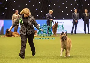 Crufts 2019 - Best of Breed / Pastoral