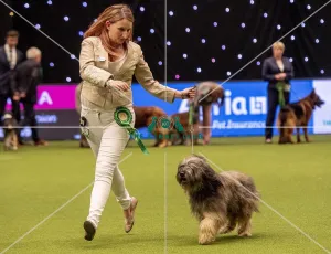 Crufts 2019 - Best of Breed / Pastoral
