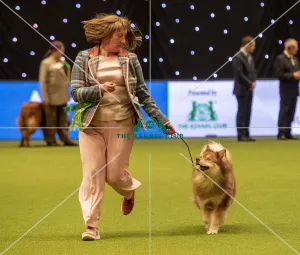 Crufts 2019 - Best of Breed / Pastoral
