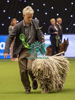 Crufts 2019 - Best of Breed / Pastoral