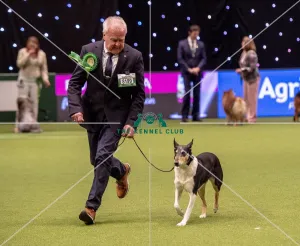 Crufts 2019 - Best of Breed / Pastoral