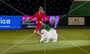 Best of Breed Winner SAMOYED