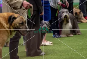 Crufts 2019 - Best of Breed / Pastoral