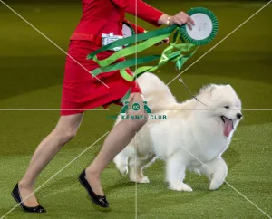 Best of Breed Winner SAMOYED