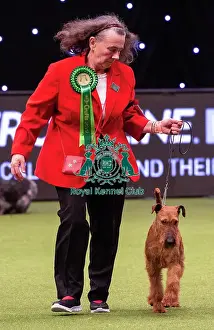 Crufts 2019 - Best of Breed / Terrier