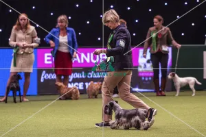 Crufts 2019 - Best of Breed / Terrier