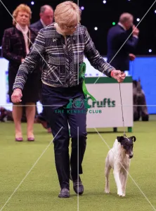 Crufts 2019 - Best of Breed / Terrier