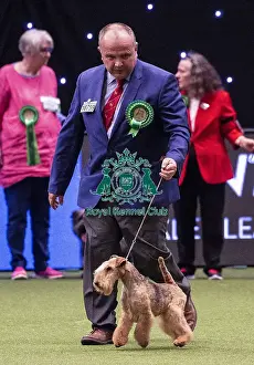 Crufts 2019 - Best of Breed / Terrier