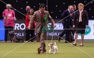 Crufts 2019 - Best of Breed / Terrier