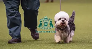 Crufts 2019 - Best of Breed / Terrier