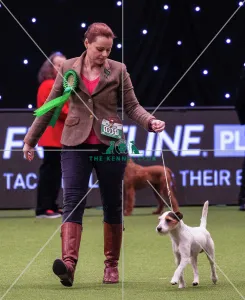Crufts 2019 - Best of Breed / Terrier Crufts 2019 - Best of Breed / Terrier