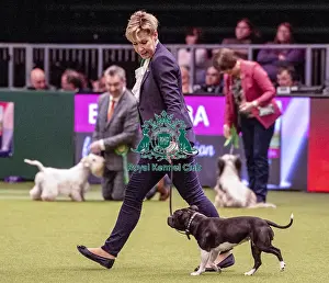Crufts 2019 - Best of Breed / Terrier