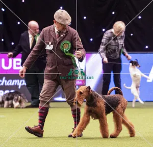 Airedale Terrier