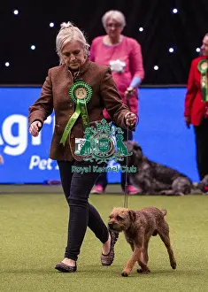 Crufts 2019 - Best of Breed / Terrier