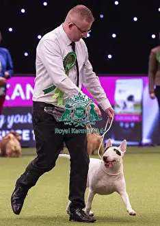 Crufts 2019 - Best of Breed / Terrier