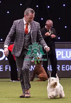 Crufts 2019 - Best of Breed / Terrier