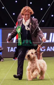 Crufts 2019 - Best of Breed / Terrier