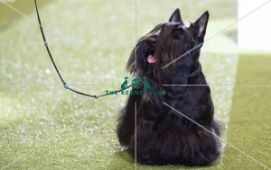 Terrier Group - winner