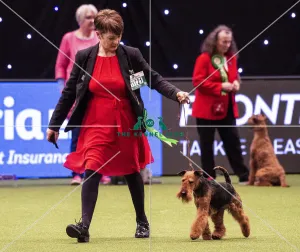 Crufts 2019 - Best of Breed / Terrier