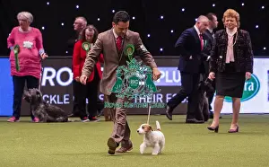 Crufts 2019 - Best of Breed / Terrier