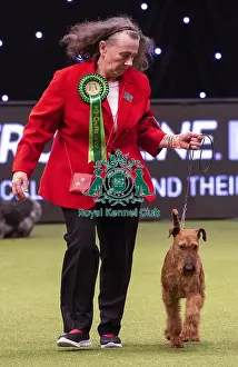 Crufts 2019 - Best of Breed / Terrier