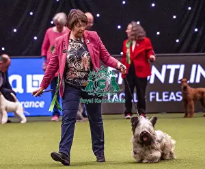Crufts 2019 - Best of Breed / Terrier