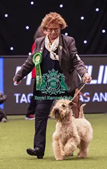 Crufts 2019 - Best of Breed / Terrier