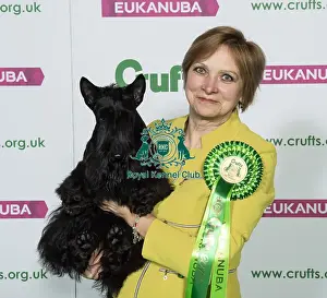 Crufts 2019 - Best of Breed / Terrier