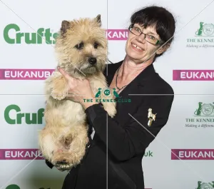 Cairn Terrier
