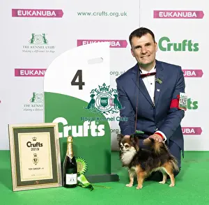 Crufts 2019 - Best of Breed / Toy