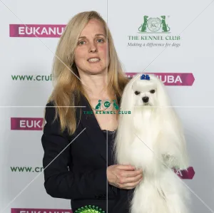 Crufts 2019 - Best of Breed / Toy