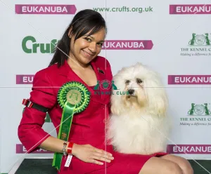 Crufts 2019 - Best of Breed / Toy