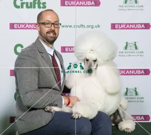 Crufts 2019 - Best of Breed / Toy
