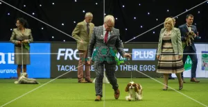 Cavalier King Charles Spaniel