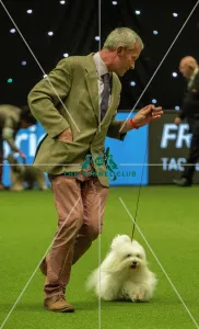 Crufts 2019 - Best of Breed / Toy