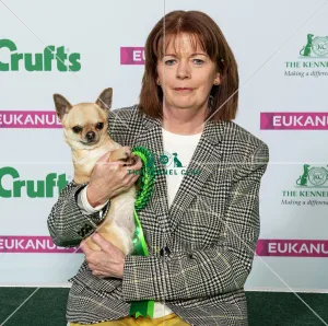 Crufts 2019 - Best of Breed / Toy