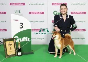 Crufts 2019 - Best of Breed / Utility