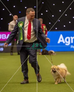 Crufts 2019 - Best of Breed / Utility