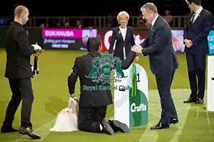 Crufts 2019 - Best of Breed / Utility