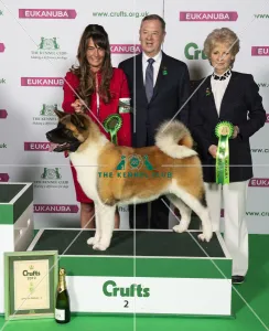 Crufts 2019 - Best of Breed / Utility