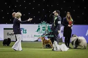 Crufts 2019 - Best of Breed / Utility