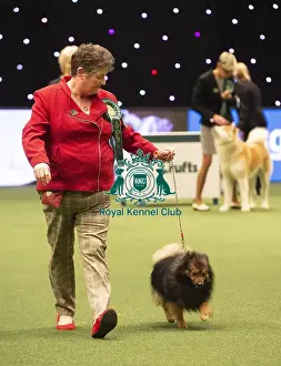 Crufts 2019 - Best of Breed / Utility