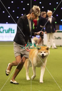 Crufts 2019 - Best of Breed / Utility