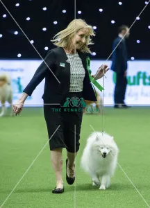 Crufts 2019 - Best of Breed / Utility