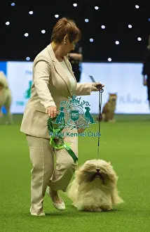 Crufts 2019 - Best of Breed / Utility