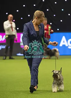 Crufts 2019 - Best of Breed / Utility
